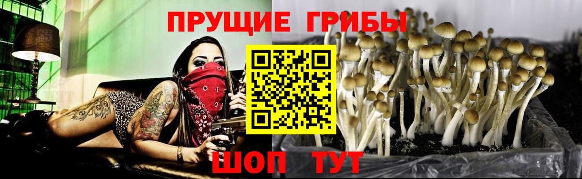 Галлюциногенные грибы Psilocybe  Вход с VPN  Краснознаменск 